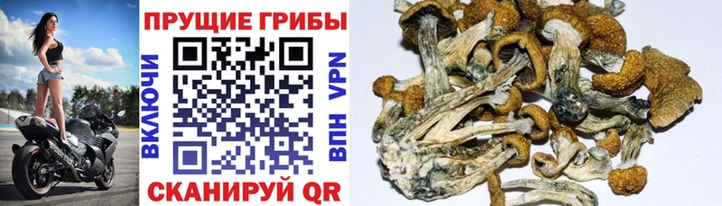 Псилоцибиновые грибы Magic Shrooms  купить наркоту  Мариинск 